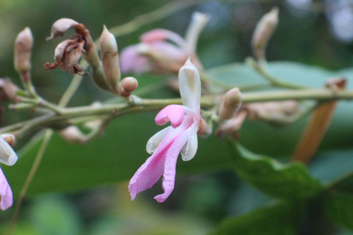 Alpinia nigra (Gaertn.) Burtt